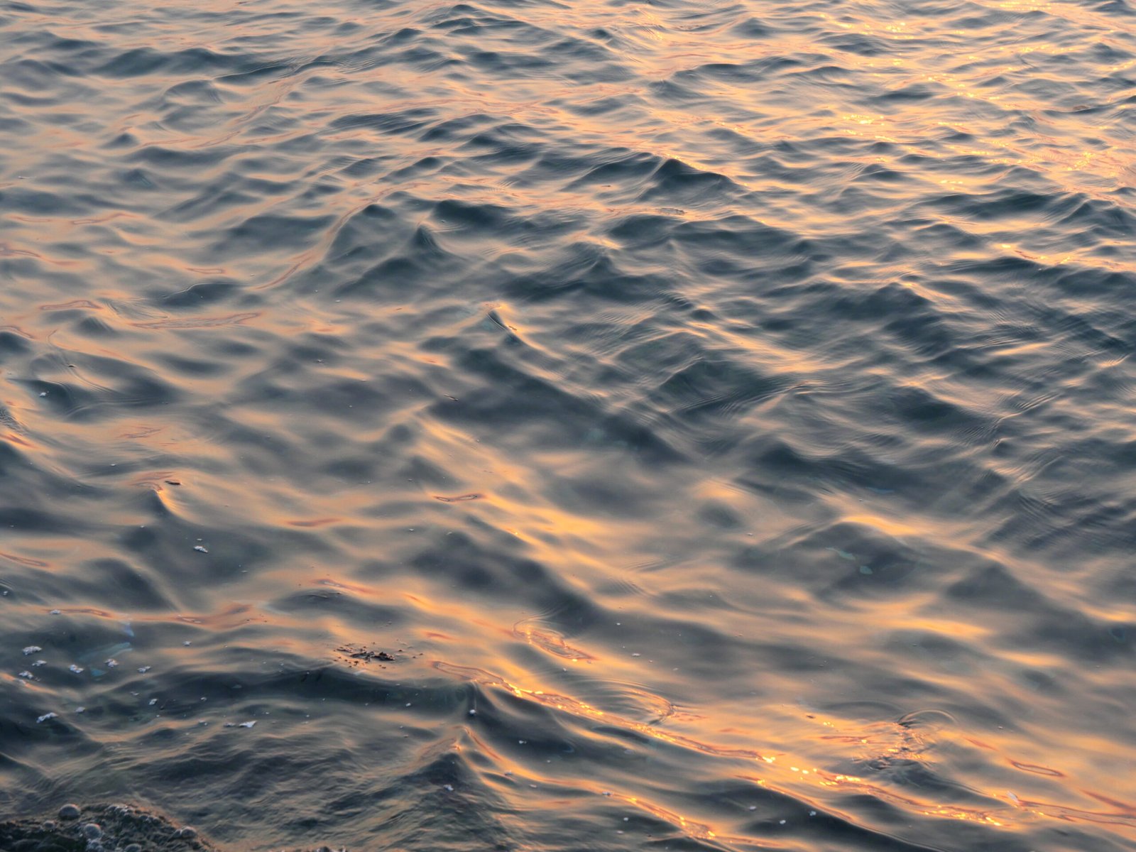 sea scaled An ode to small things